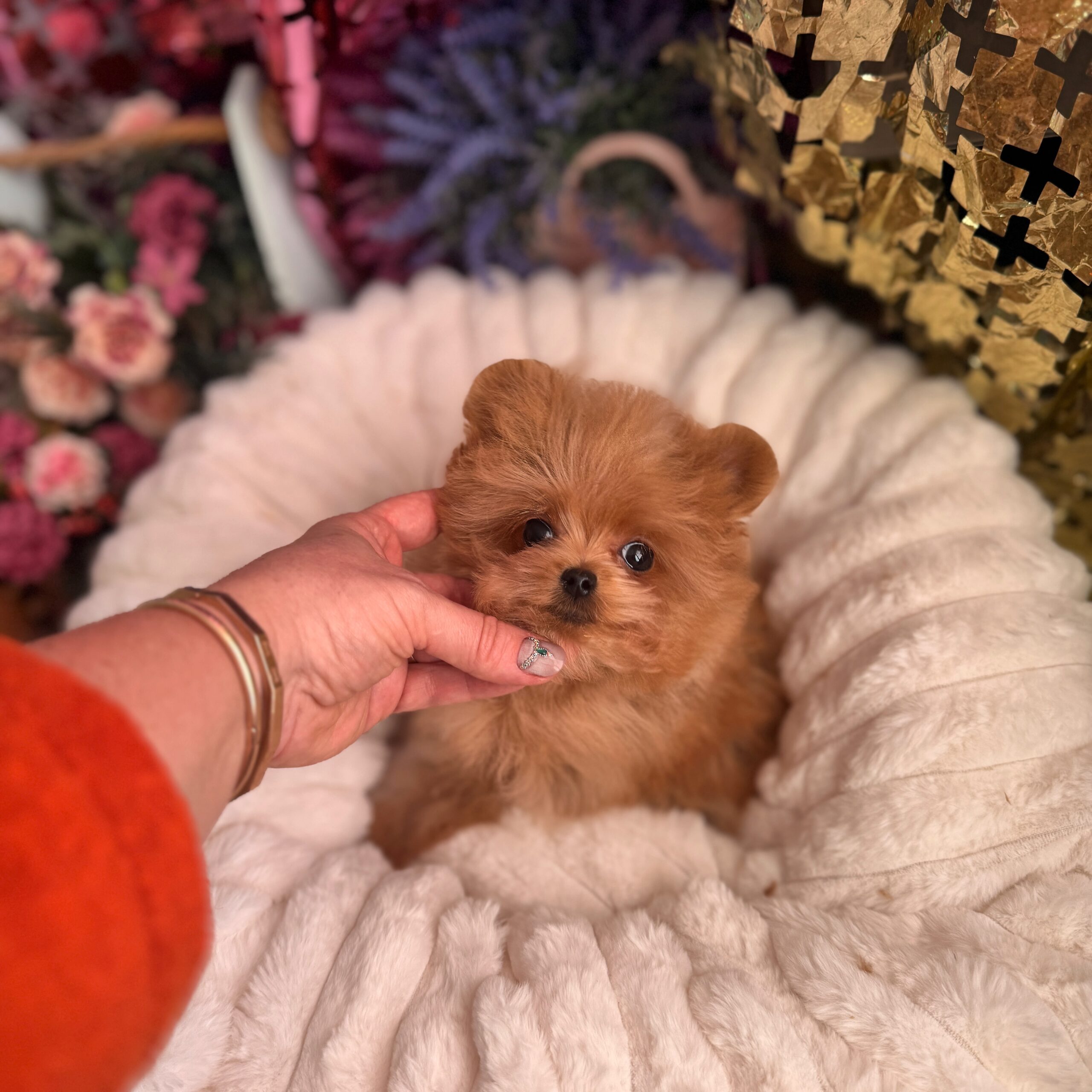 Яркая красотка мишутка Мия