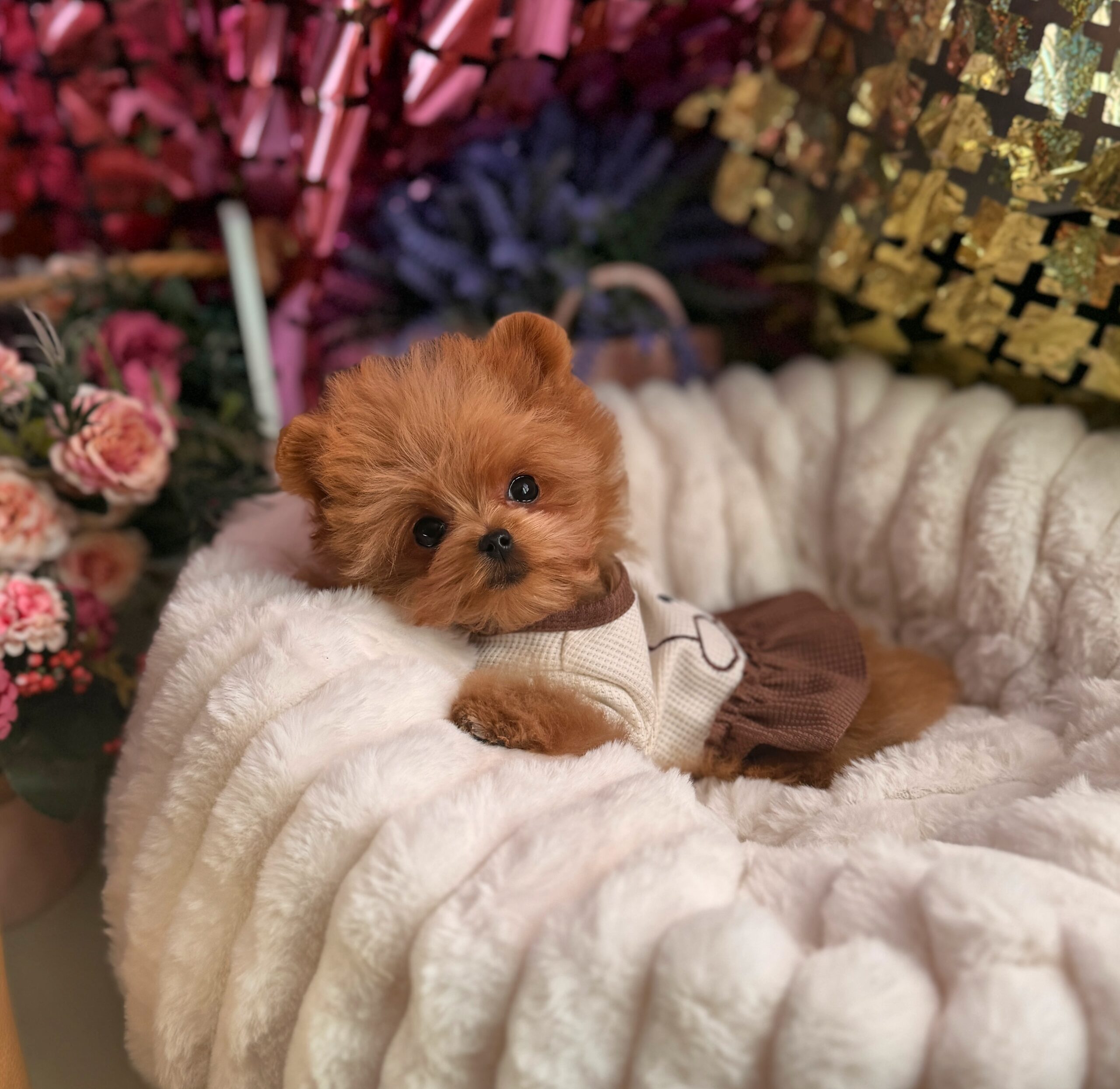 Яркая красотка мишутка Мия