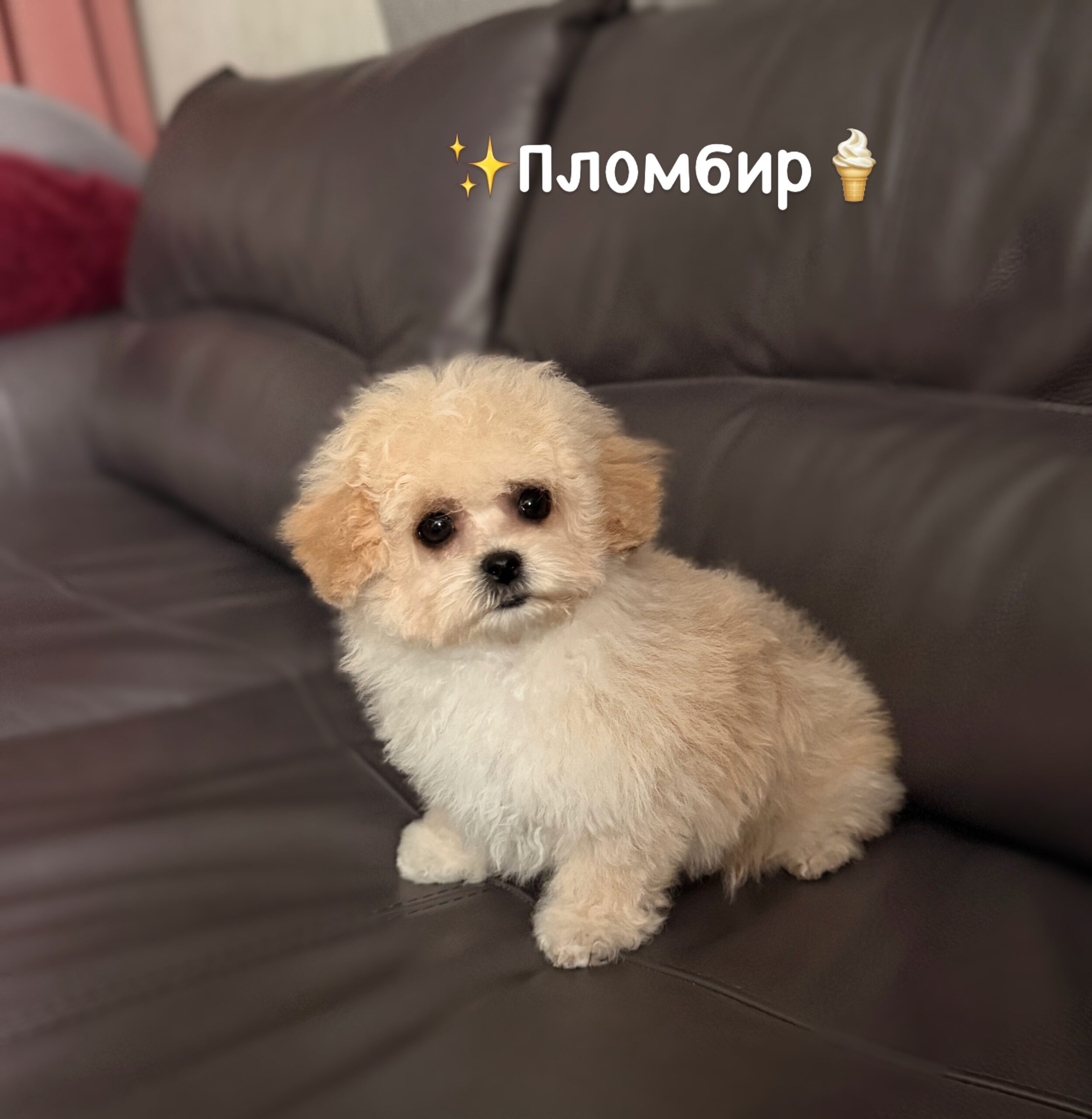 Сладкий сливочный малыш 🍦Пломбир