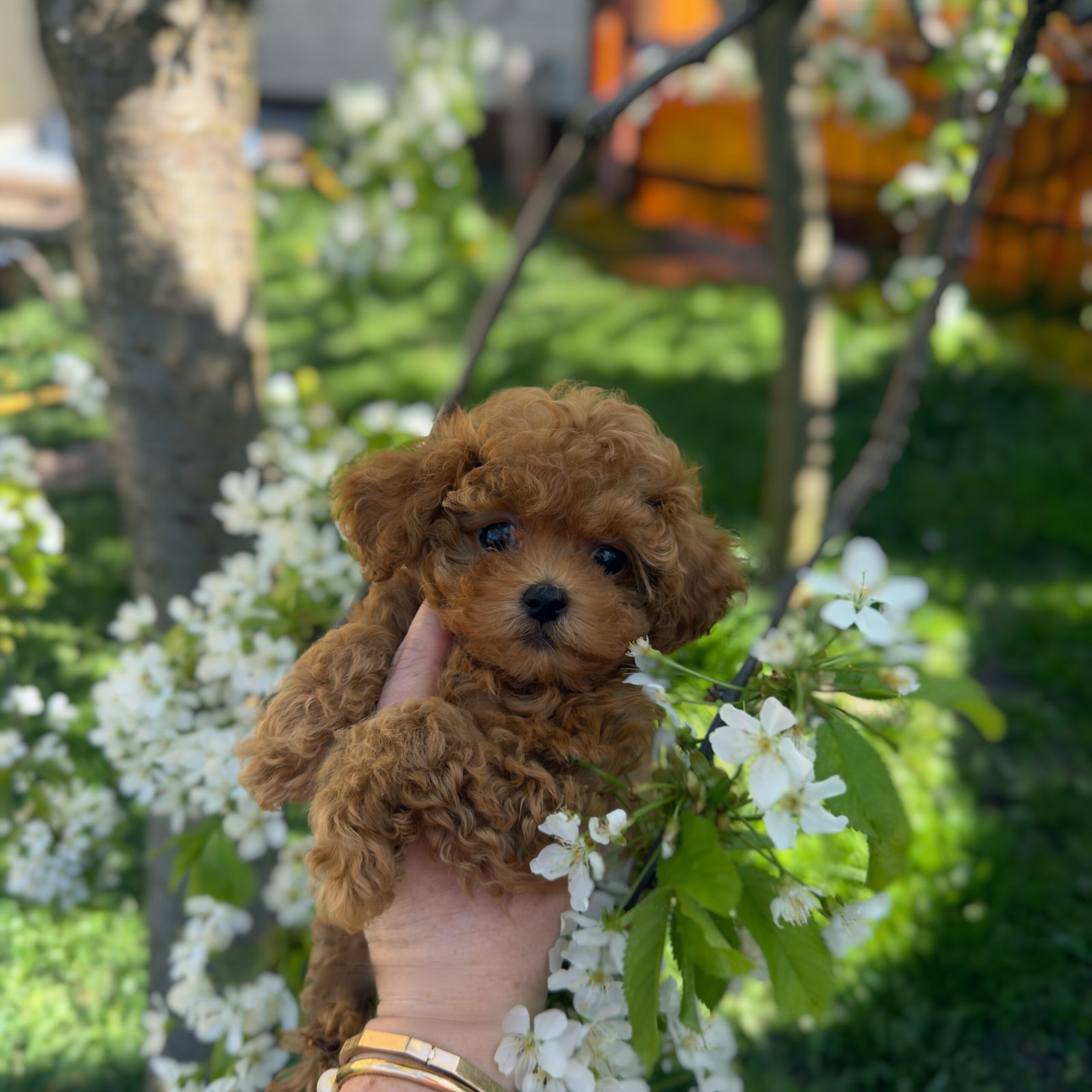 Милая кудряшка няшка ✨Плюша