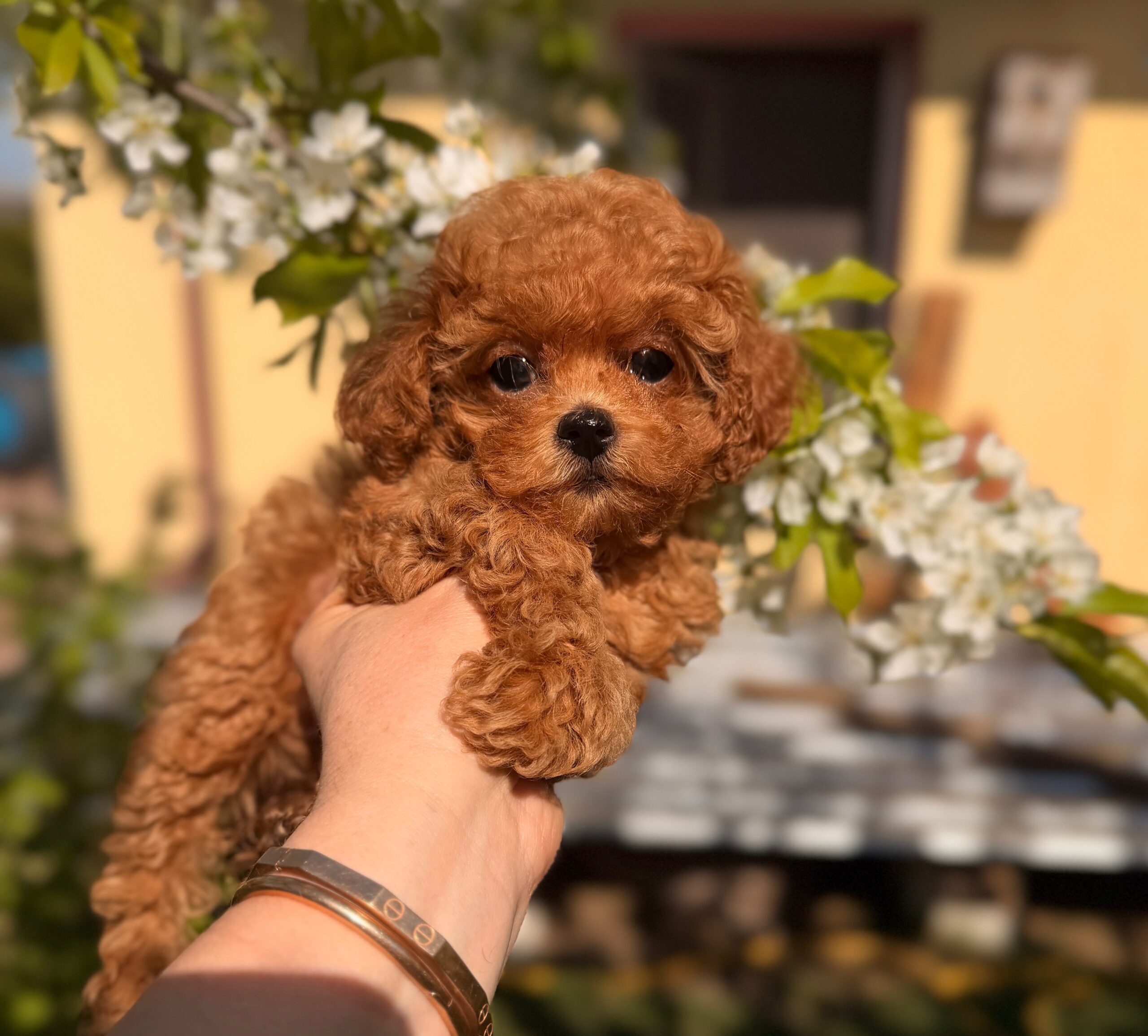 Милая кудряшка няшка ✨Плюша