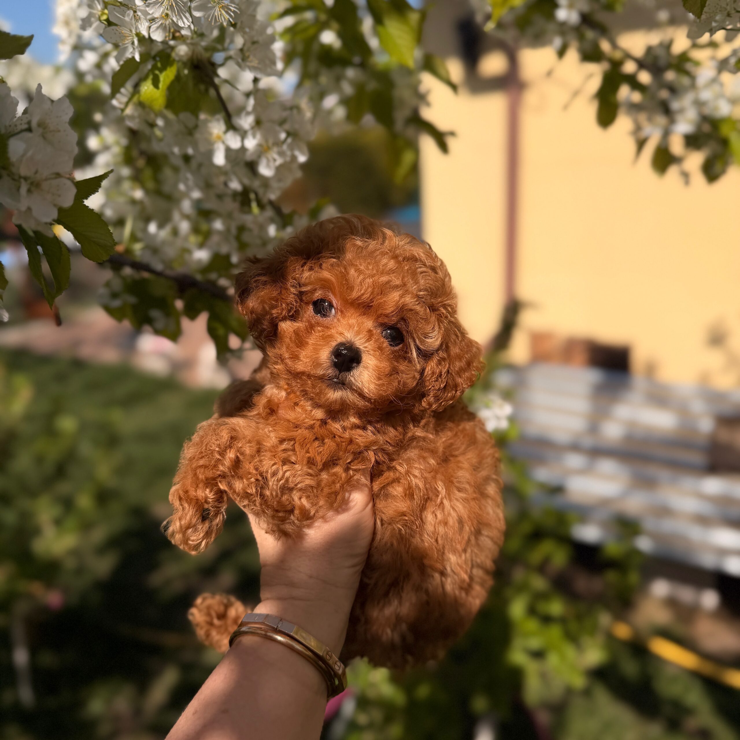 Милая кудряшка няшка ✨Плюша